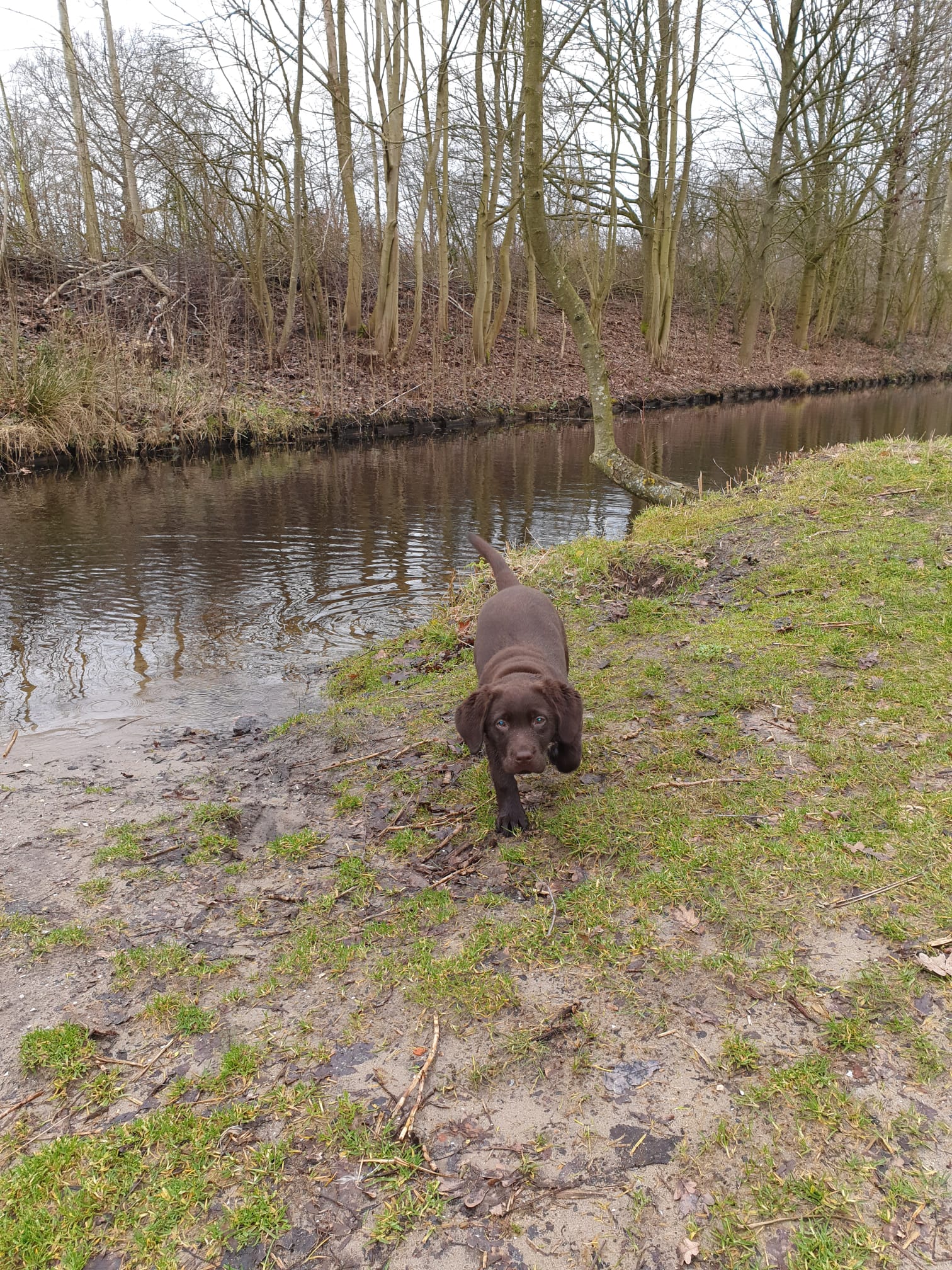 Reviewfoto 13 van ChiCa Hondenschool