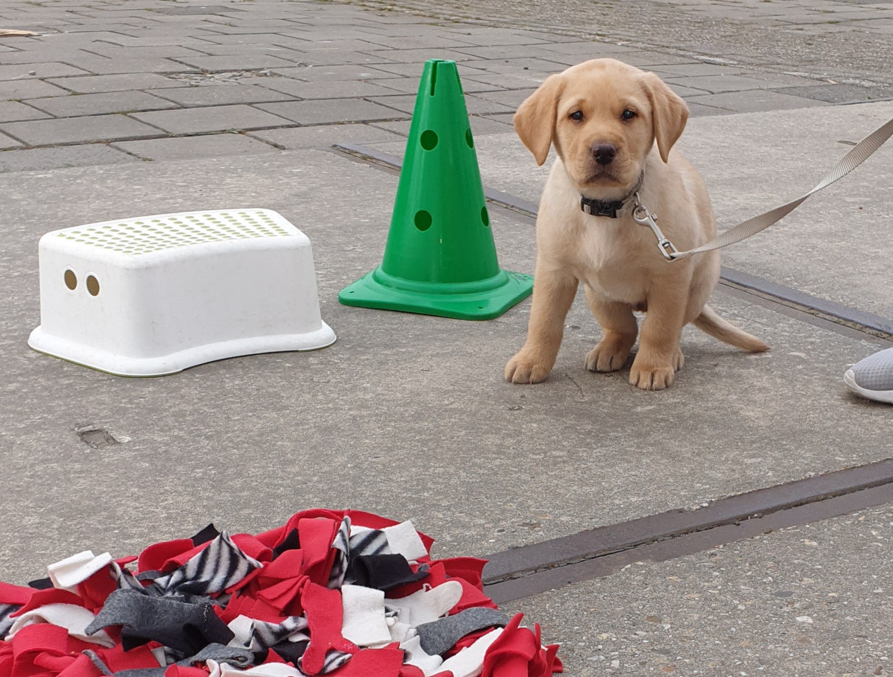 Reviewfoto 6 van ChiCa Hondenschool