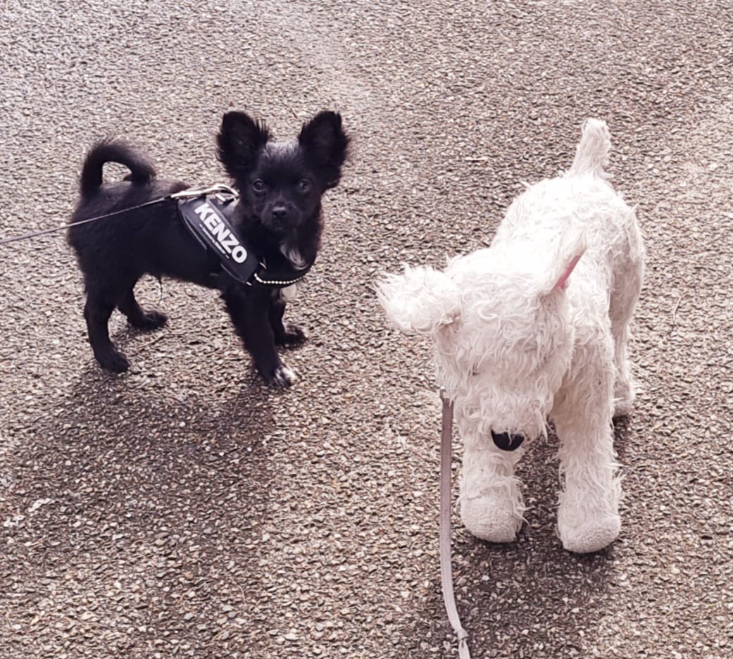 Reviewfoto 7 van ChiCa Hondenschool