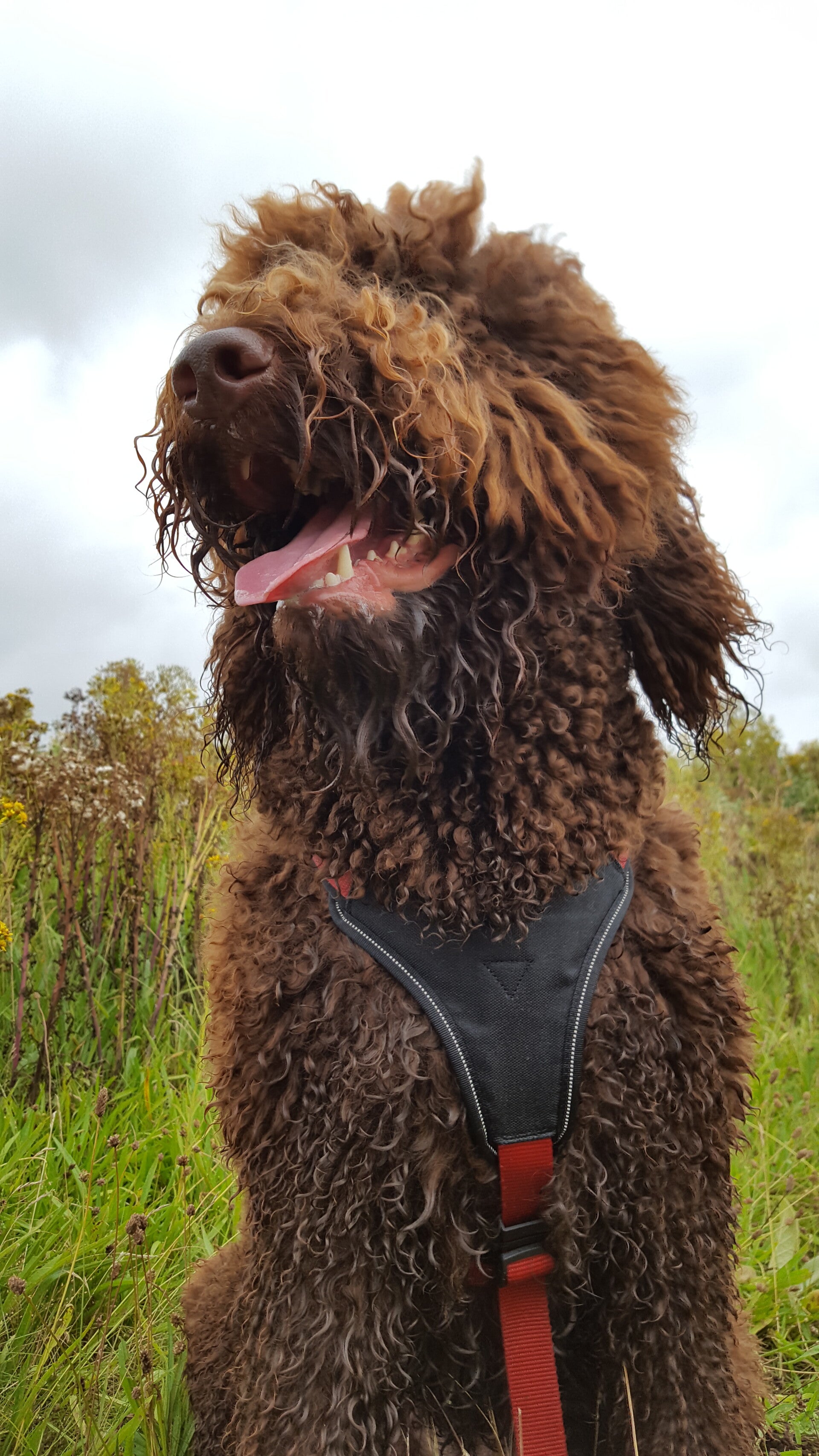 Prive oppas en uitlaatservice aan huis