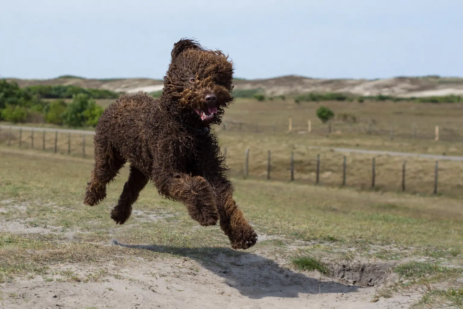 Individuele oppas en uitlaatservice
