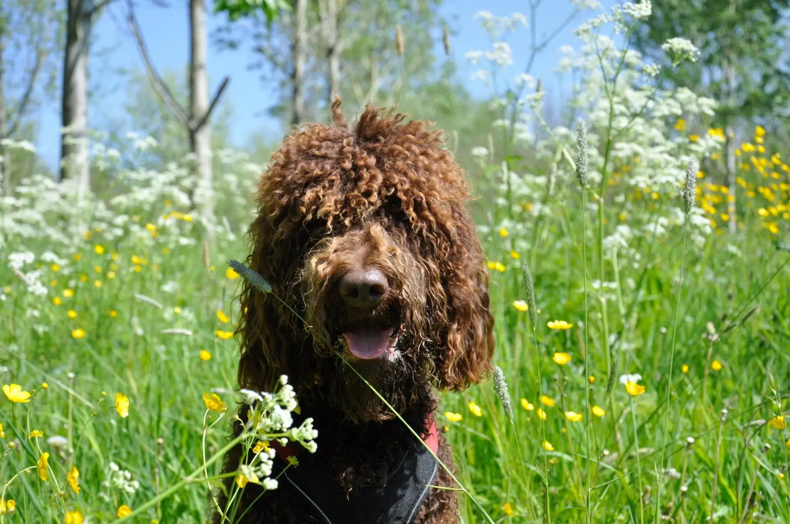 Strippenkaart voor oppas- en uitlaatservice